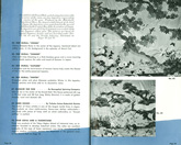 Japanese%20Pavilion%20Booklet image 21