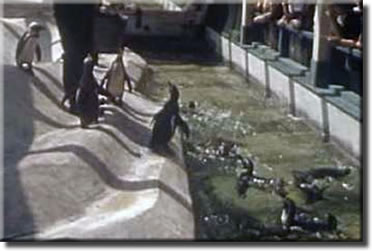 Admiral Byrd's Penquins